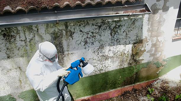 Trusted Commercial Mold Remediation service in Englewood, FL - Cheap Mold Removal